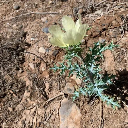Masai Mara Gran Canaria Apartmán San Bartolomé